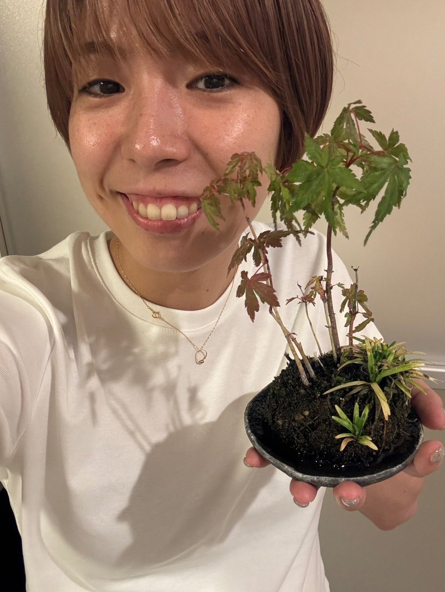 Saitama_AMG's tweet photo. ー・ー・ー・ー・ー・ー・ー・ー

 ☀️Good morning MEDICS☀️

ー・ー・ー・ー・ー・ー・ー・ー

🌻本日の担当：#鎌田咲希

おはようございます☀

初めて盆栽を買いました🍁🤎
1日2回の水やり忘れないようにしないと…🫡

今日もたくさんチャレンジ！
皆さんも一緒に頑張りましょう❤️‍🔥

#埼玉上尾メディックス 
#大同生命SVリーグ
#バレーボール #svリーグ
#川村建設工業 #埼玉りそな銀行
#武蔵野銀行 #アイダ設計