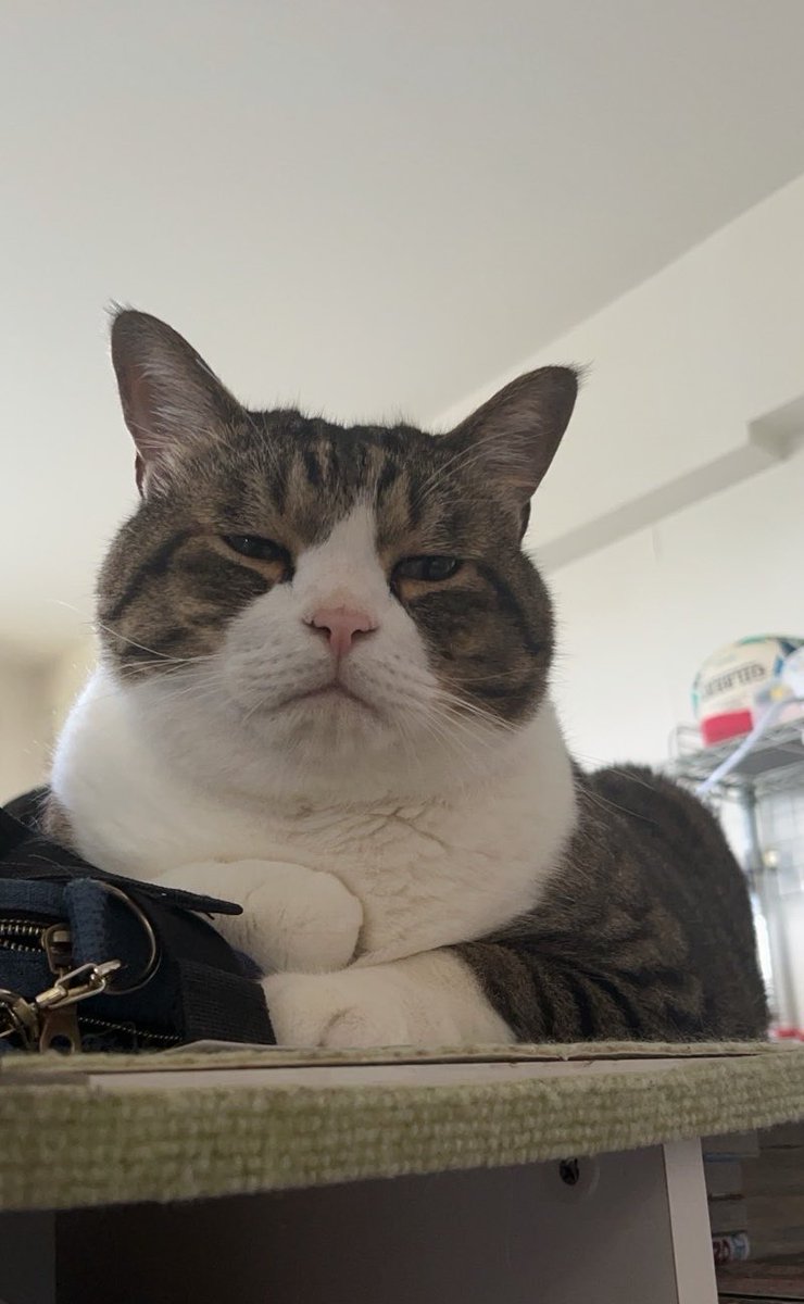 tonytonymaty2's tweet photo. 不機嫌、下僕が他の猫と遊んでる https://t.co/EiF4DVXhA8
