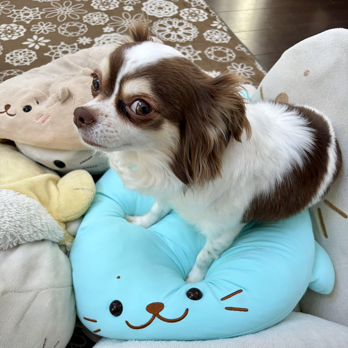 emanon00029's tweet photo. 6歳の誕生日のトミィ君
大きくなったな🐶
人だと40歳だけど可愛すぎる https://t.co/GwIp33eIbk