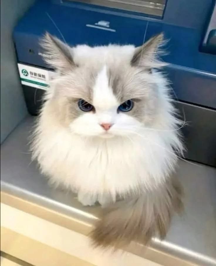 CuteCatsMagic's tweet photo. 😼 https://t.co/sANLgmJ8G3