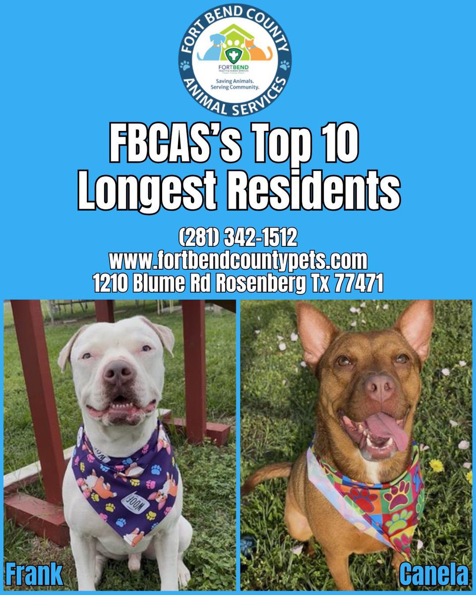 FBCASTX's tweet photo. These are the 10 dogs who have been with us the longest.

They're not on an urgent list today - but without adopters, fosters, or rescue partners stepping up, they're the dogs most at risk of becoming our next urgent plea.

Every extra day in the shelter takes a toll. Even a https://t.co/JkZj08wmiI