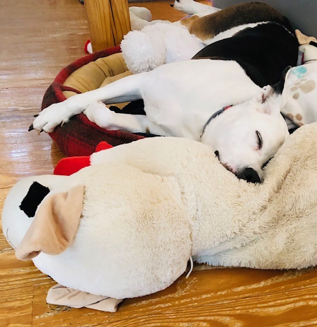 lisaburkin's tweet photo. A cool, wet day on the Vineyard has Lena resting up with Mega Jumbo Lambchop. Recently repaired again, Mega Lambchop is getting a bit ragged, but Lena loves her completely! https://t.co/lyGSxAAVy9