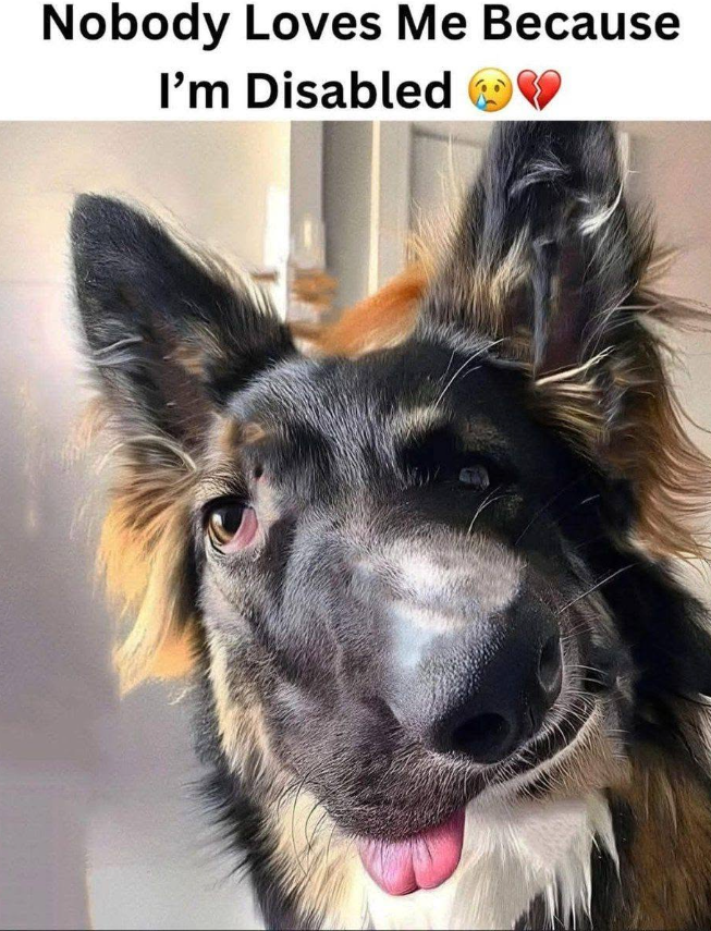 Tweets of Dogs tweet media