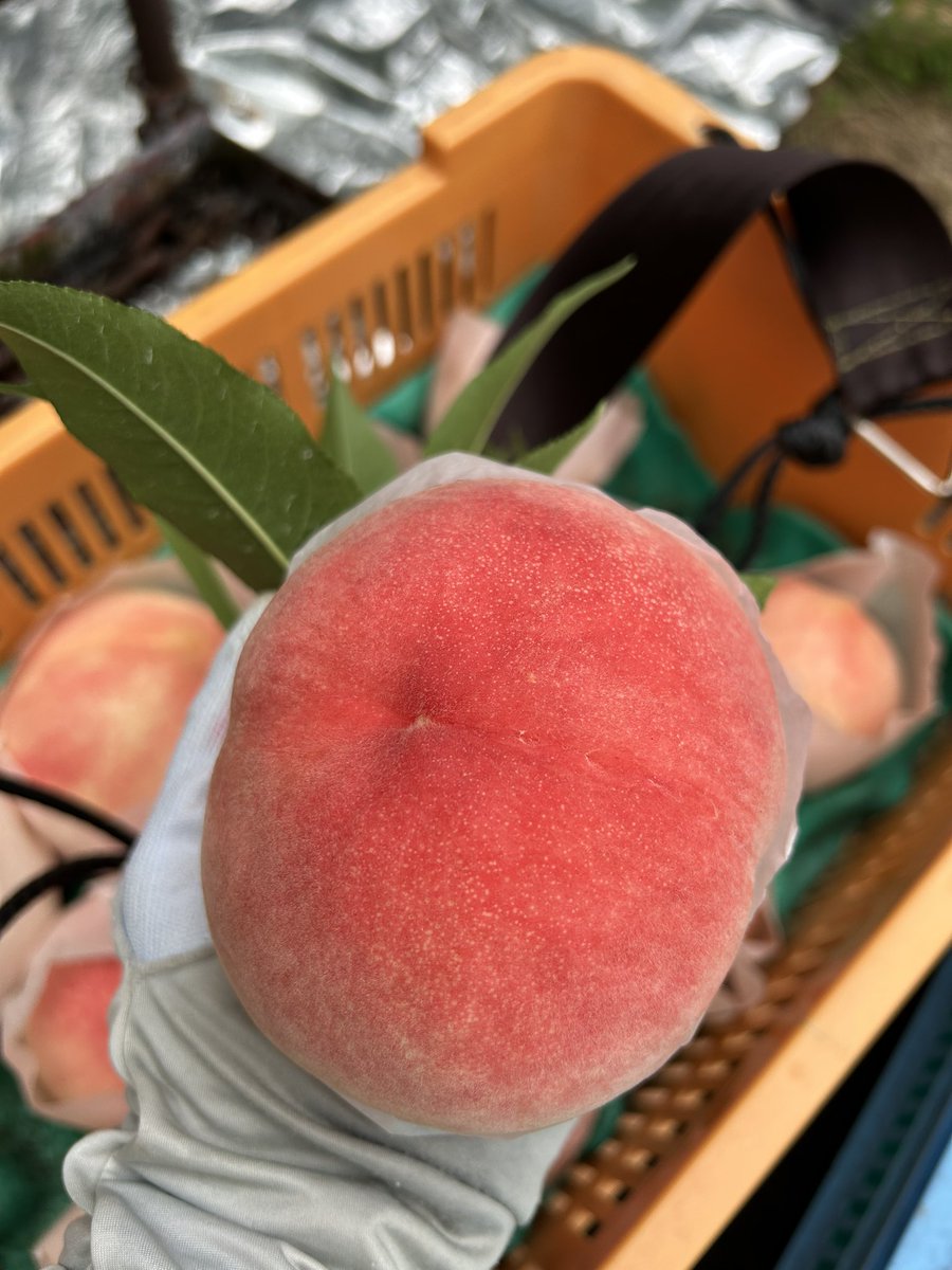 ShimePotya's tweet photo. 嶺鳳🍑✨
可愛えぇ🥰🥰
 #桃農家 https://t.co/Cq7tUibwY1