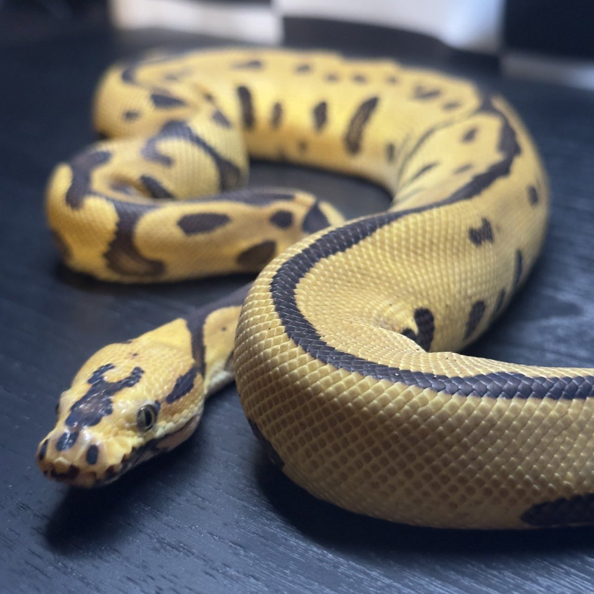 Dnasty0014Y3l's tweet photo. #SideBcollection
#YellowBenjamin
#BallPython
#ボールパイソン
#YB
0.1 Enchi YB Blade Batman https://t.co/YX07p6zzw1