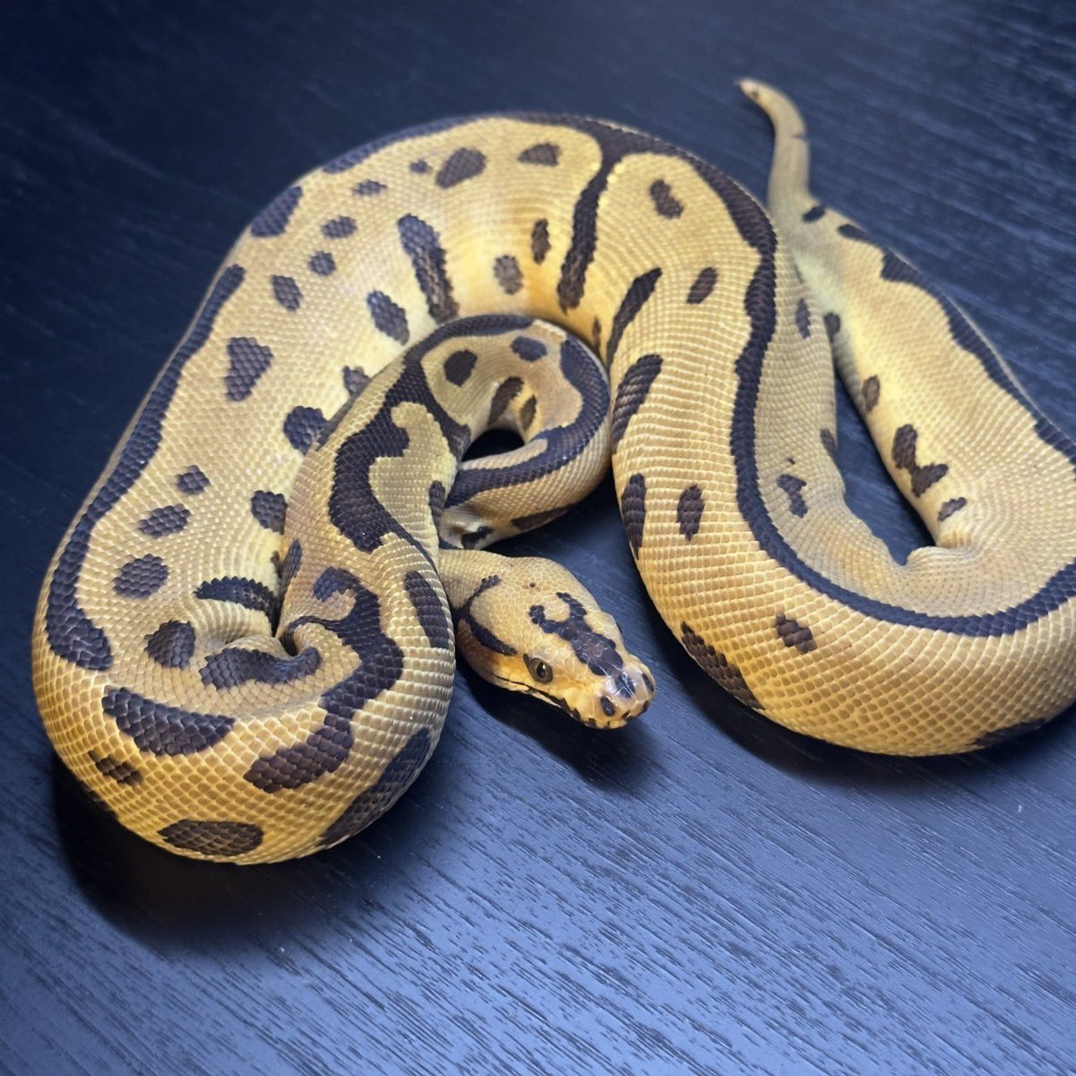 Dnasty0014Y3l's tweet photo. #SideBcollection
#YellowBenjamin
#BallPython
#ボールパイソン
#YB
0.1 Enchi YB Blade Batman https://t.co/YX07p6zzw1
