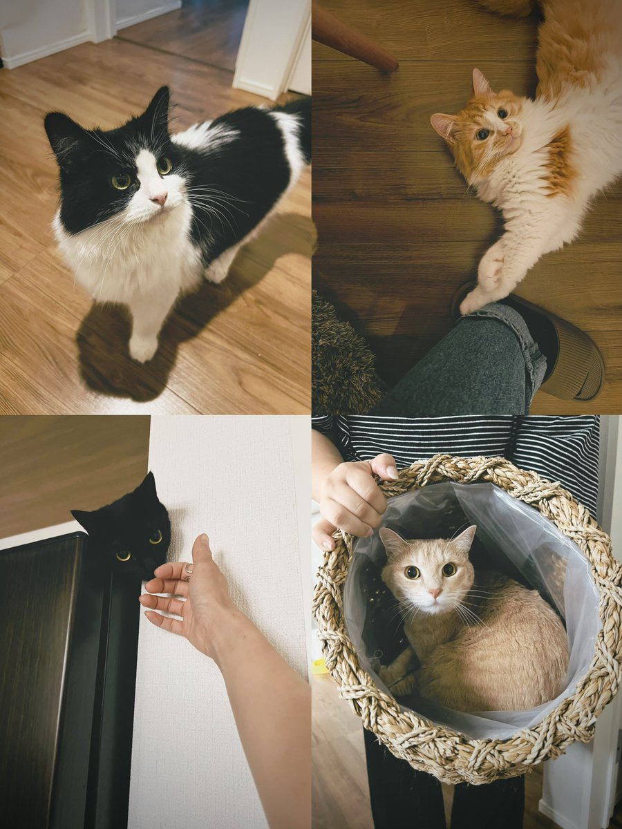 41namakemono's tweet photo. エンジン高圧のホースでどうしても3wayショルダーを汚してしまうので、新調🫶🏻

昨日は親知らず抜歯DAYだったので、終わってから70kmほどド��イブしてちょうど制作に入るまいくんのお家にお邪魔してきました😆♥️

練り物さんたち可愛すぎ😭ショルダーも可愛すぎ😭

まいくんいつもありがとう🥰 https://t.co/zftTgQVgYJ