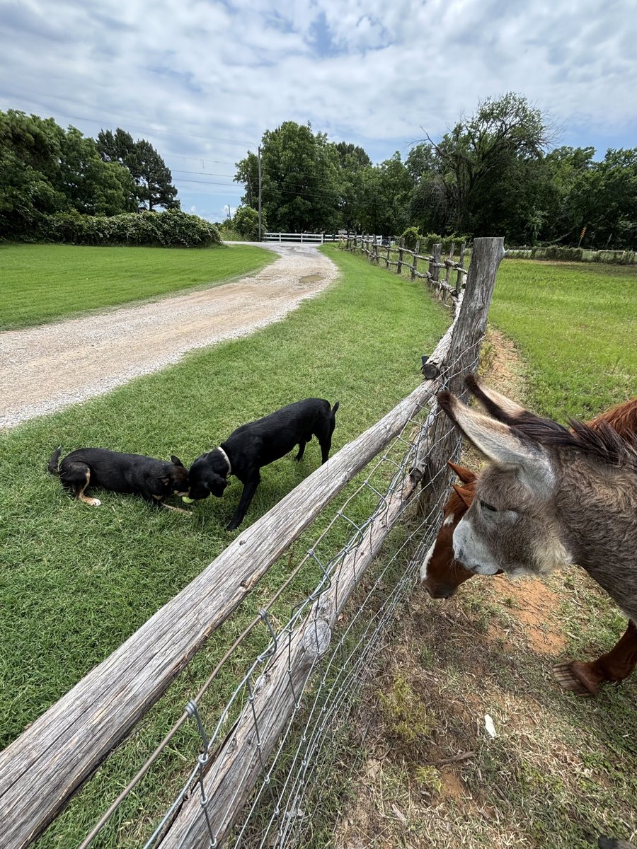 hopeplacetx's tweet photo. Making friends can be tricky!

https://t.co/kLE676E5Mz https://t.co/zRZlCfLdLk