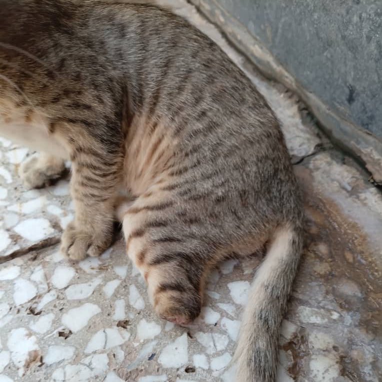 mahshid_elmani's tweet photo. این کوچولو باید زودترعمل بشه 
این بچه گربه من نیست متعلق به پناهگاهه برای درمان نیازبه کمک نیاز داره
اگر شرایطش رو دارید با هر مبلغی که براتون مقدوره لطفاً کمک کنید اگرامکان کمک مالی ندارید لطفاً باریتوییت کردن این پست کمک کنید تابه دست افراد بیشتری برسه
ممنون از مهربونیتون❤️ https://t.co/7Vb55sCtXq