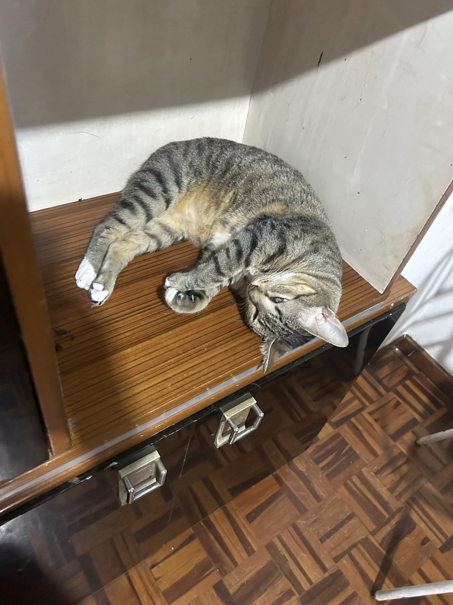 fationfati's tweet photo. ahora está muy gorda https://t.co/FPRz7Qi6zy