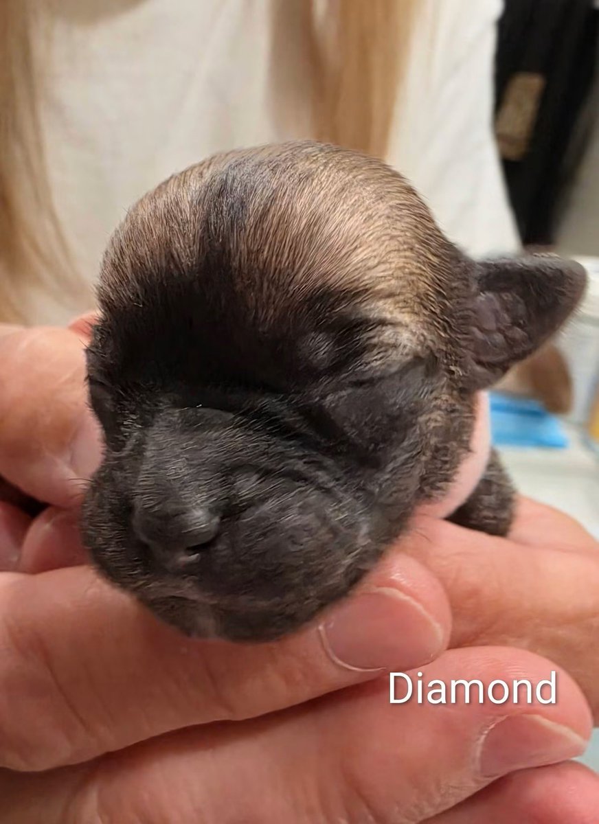 SirBailey2's tweet photo. Mommy here: The Las Vegas K9 Crew Rescue’s Facebook page had this tribute to Diamond 💎🌈 *yesterday* I am copying and pasting exactly as was posted and using the pictures. 
Warning: don’t read if you don’t want to cry 🙏
(Bailey approves me posting 💚)
(Diamond = light pink collar)
*******

💎 In Loving Memory of Diamond 💎

Some stories are far too short, but they leave paw prints on our hearts forever.
Sweet Diamond was born at the shelter on June 18, 2026, with five siblings. Just two days later, we learned that two of the puppies had passed away overnight. On June 21, Momma Hope and her four remaining babies came into our rescue, and we promised to give them every chance at life.

For a few beautiful days, Diamond seemed to be doing well. Then everything changed.

She began showing signs of fading puppy syndrome. We immediately started around-the-clock supplemental feedings every two hours, rushed her to our veterinarian, and fought with everything we had. We never gave up on her.
But at just 8 days old, our precious girl quietly slipped away.

She didn't leave this world alone. She was wrapped in love, held in caring hands, and surrounded by people who loved her deeply. That's all we could promise her, and we kept that promise until her very last breath.

Our hearts are broken—not only for Diamond, but for Momma Hope, who has now lost half of her babies.

Now, our focus turns to Diamond's sister, who is beginning to show signs of the same battle. We are doing everything possible to help her survive, and we're asking for your prayers, positive thoughts, and hope.

Rescue isn't always happy endings. Sometimes it's heartbreak. Sometimes it's tears. But every life is worth fighting for, and that's why we will keep showing up, even on the hardest days.

Run free over the Rainbow Bridge, sweet Diamond. You were loved every second of your life, and you will never, ever be forgotten. 💜🌈

If you'd like to help us continue fighting for Momma Hope and her remaining puppies, donations toward their veterinary care are always appreciated. Every gift, no matter the size, helps us give these precious lives the chance they deserve.

https://t.co/FSLOl445yN