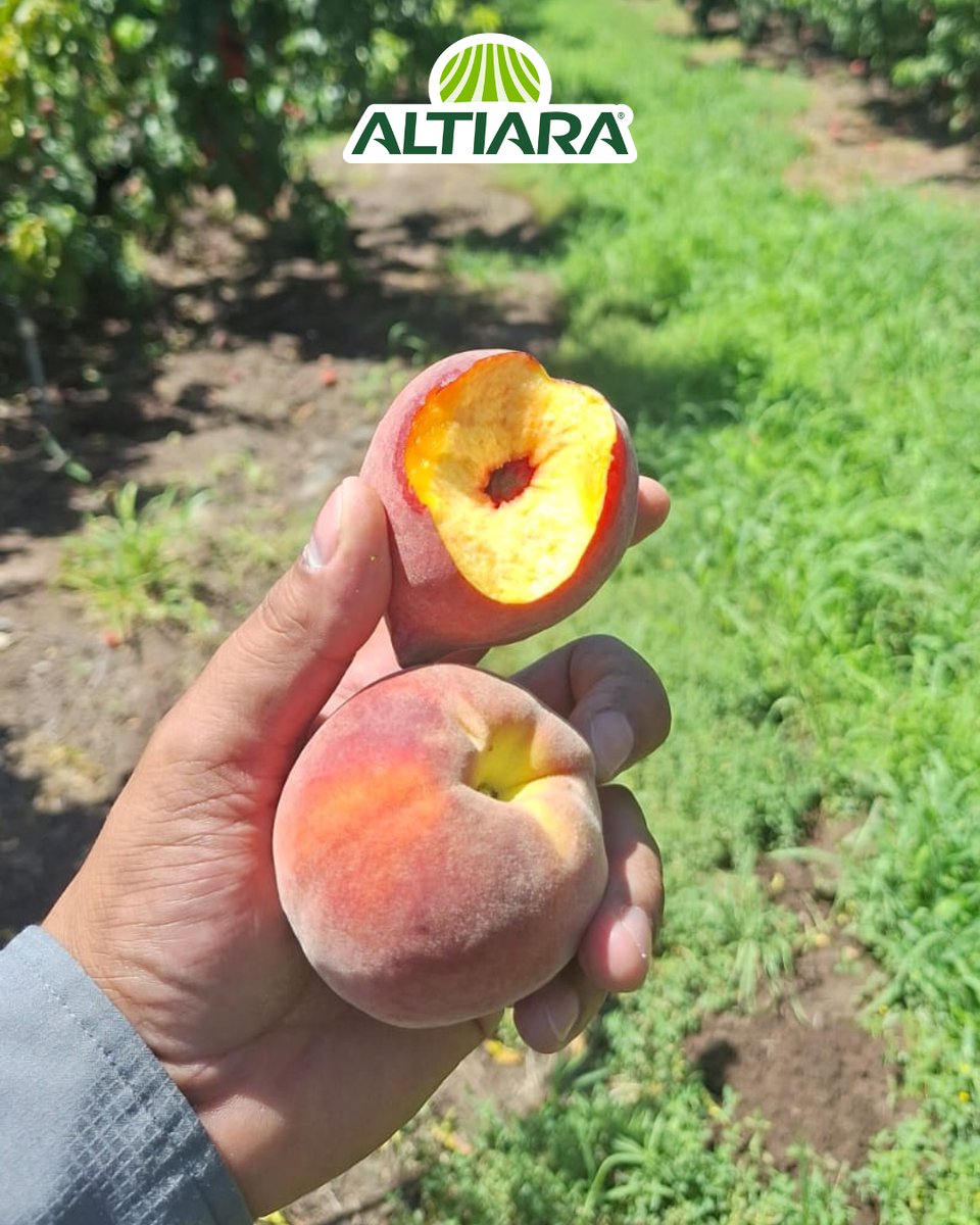 ALTIARAMX's tweet photo. 🌾💚 Cada cultivo tiene el potencial de lograr una gran cosecha.
En Altiara impulsamos su desarrollo con soluciones para cada etapa del ciclo agrícola.
 
#CultivosAltiara #AltaProductividad #CampoMexicano #AltiaraEsAgro #ResultadosReales https://t.co/kJfumh2nyn
