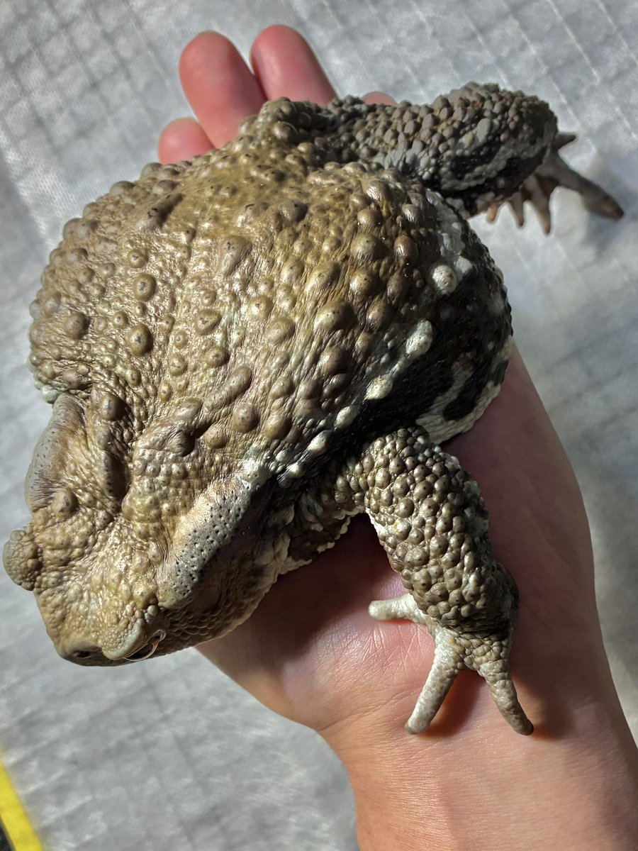 MattCoco11's tweet photo. 犬→猫→ﾋｷｶﾞｴﾙ🐸(*´︶`*)

我が家の特大🚺の子達

TL 17→16→15cm https://t.co/3zFhC96H2R