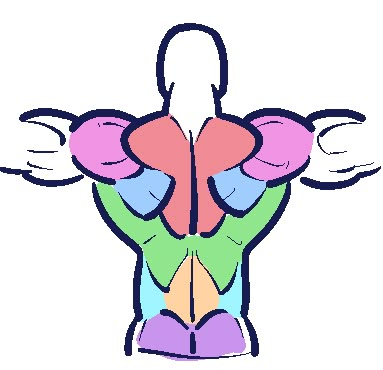 pinkubeauty's tweet photo. The key to drawing powerful backs is understanding every muscle group. https://t.co/ga2B81pgGY