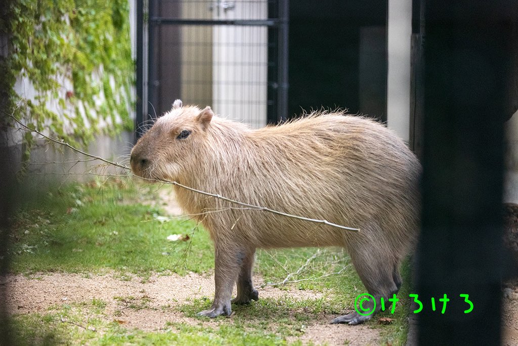 おはようございます。枝をカミカミあさひちゃん。 #王子動物園 #カピバラ