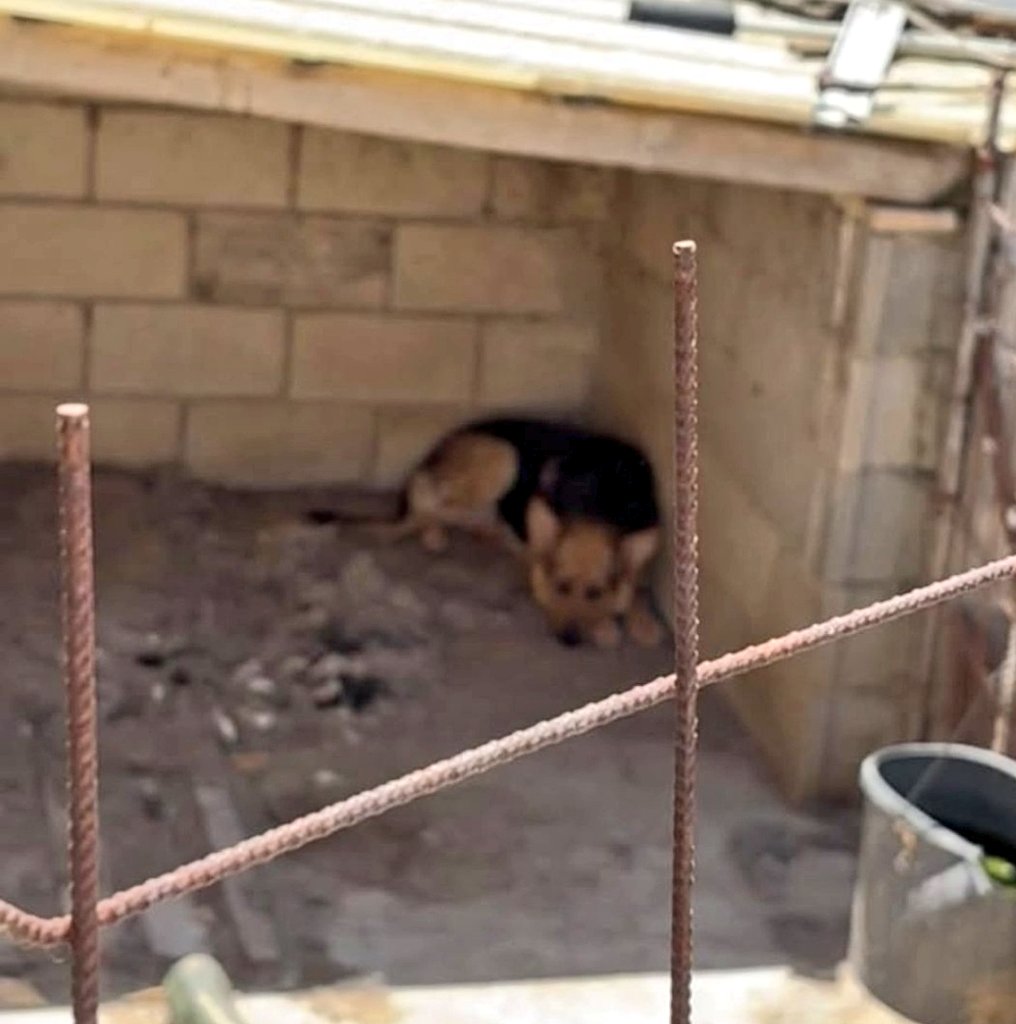 Erta2017's tweet photo. @areagossosbdn
🆘
@zaragoza_es #Zaragoza #Botorrita
Un perro a 41° 💔
Es una situación terriblemente dura para él, con esa temp.
podría morir deshidratado💔
El "dueño" dicen que pasa y ni los cuida (son 2 perros) https://t.co/1UYxLbqVdj