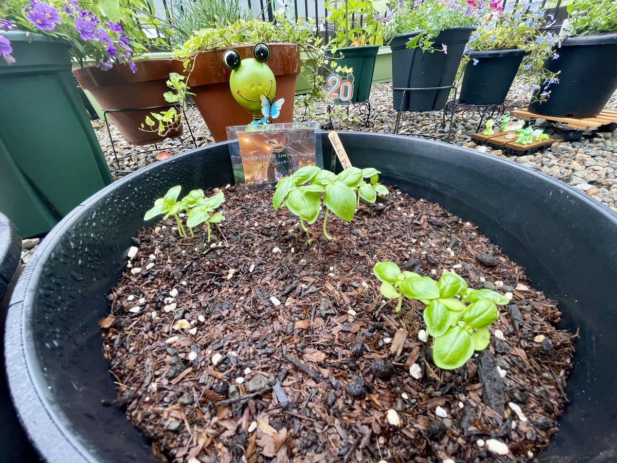 tomochin666's tweet photo. 鉢に植え替えたアンダーハーブグラフ🌱
ミントは少しだけ元気に、そして別の芽も出てきたみたい😆

本日は七夕✨️
先日おすそ分けしていただいた笹の葉に飾り付けしました🎋

次男が手術して入院中だから早く元気になりますように🙏🏻

 #アンダーグラフ
 #ハーブ栽培セット https://t.co/J5qUn4larY