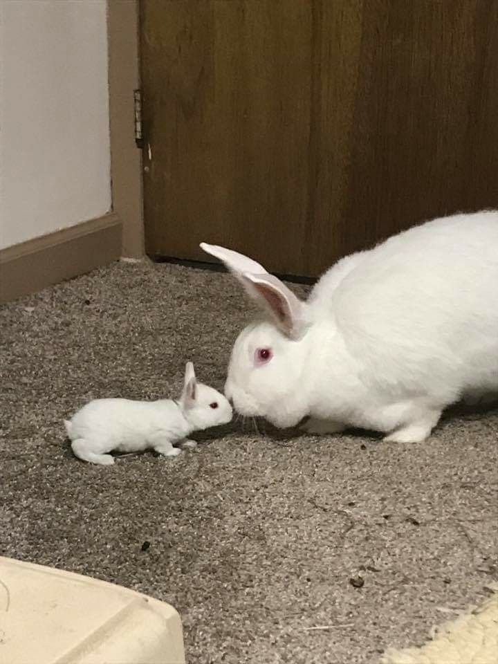 popularrabbit's tweet photo. Unconditional love with mumma https://t.co/ZnkZ3cnvNP