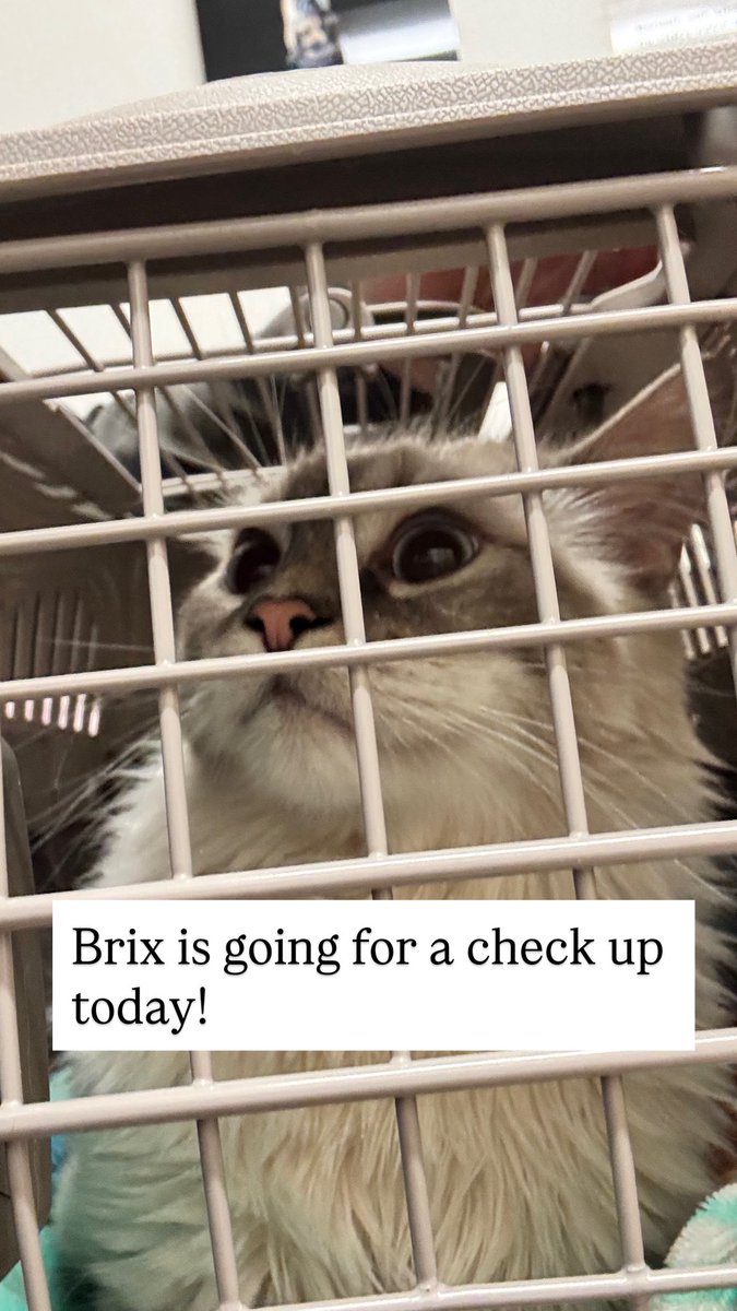 bunsenbernerbmd's tweet photo. Check up complete!
Brix is super healthy!  No fluids in his body and heart/breathing/lungs all good!
(He was a little grouchy for the ultrasound though!) https://t.co/5tUud7OOqi
