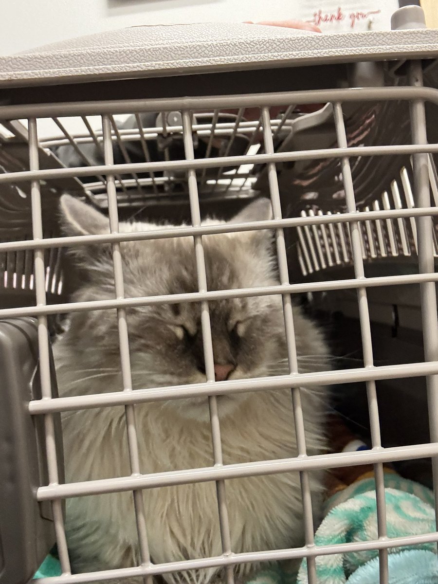 bunsenbernerbmd's tweet photo. Check up complete!
Brix is super healthy!  No fluids in his body and heart/breathing/lungs all good!
(He was a little grouchy for the ultrasound though!) https://t.co/5tUud7OOqi