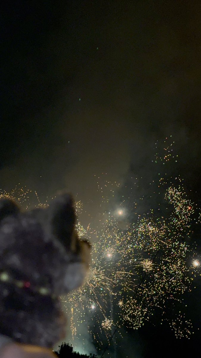 bunnysdisaster's tweet photo. 4th of july fireworks with #Valko 🐺 https://t.co/1XLRJJBAhd