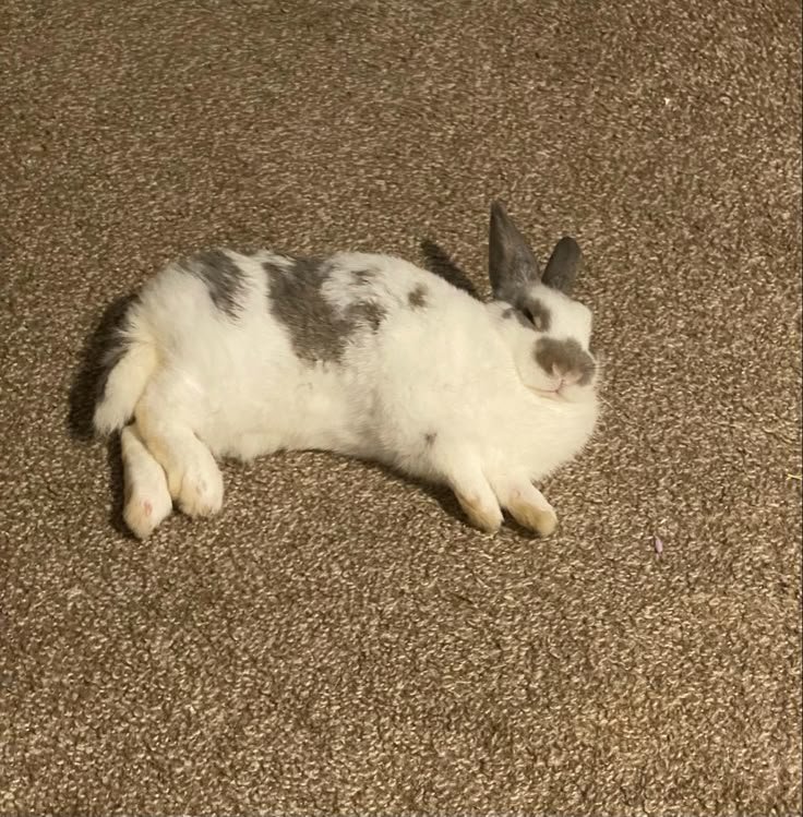 popularrabbit's tweet photo. Noughty bunny https://t.co/baziFVmrKA