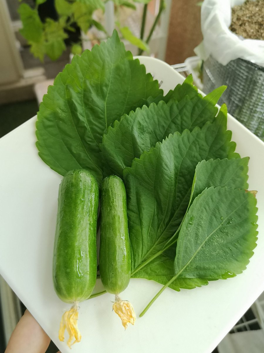 rascal_1136's tweet photo. 今日の収穫🌱
バジル(50g)
青じそ
ミニきゅうり🥒
早朝からベランダで収穫&amp;水やりetc…
朝の空気は気持ちいいー＼(￣０￣)／ﾈﾑｲ…
#ベランダ菜園
#水耕栽培 https://t.co/vixvvzJ8ym