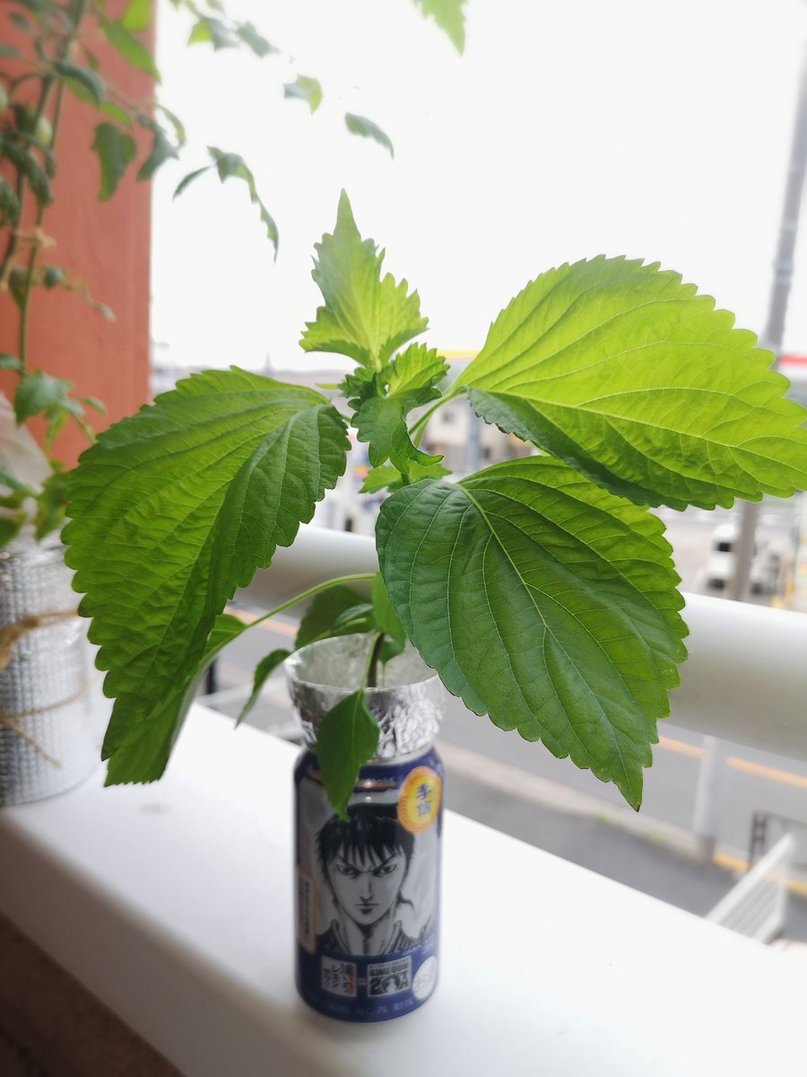 rascal_1136's tweet photo. 今日の収穫🌱
バジル(50g)
青じそ
ミニきゅうり🥒
早朝からベランダで収穫&amp;水やりetc…
朝の空気は気持ちいいー＼(￣０￣)／ﾈﾑｲ…
#ベランダ菜園
#水耕栽培 https://t.co/vixvvzJ8ym