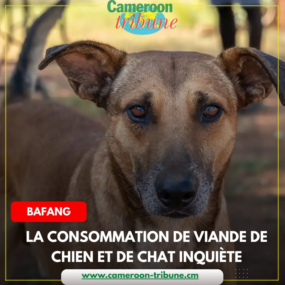CamerounTribune's tweet photo. Bafang : la consommation de viande de chien et de chat inquiète

Les habitants constatent la disparition progressive des animaux errants. Selon plusieurs jeunes, cette pratique est favorisée par la cherté de la vie, cette viande étant perçue comme une alternative moins coûteuse.. https://t.co/iF7ery6XIJ