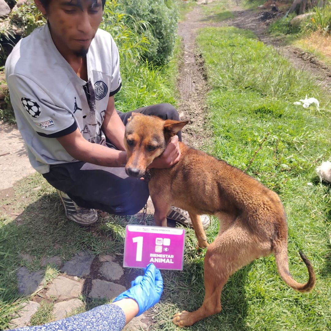 BienAnimalEdMex's tweet photo. Rescatamos a tres 🐶🐶  #SeresSintientes en #Zinacantepec 🏛️
En atención a la #DenunciaCiudadana, personal de la #CEPANAF en coordinación con #PROPAEM, acudieron a un domicilio en la Col. #SantaMaríaDelMonte para verificar una situación de presunto maltrato. https://t.co/l0aozrvQZC