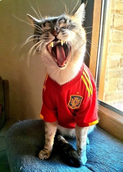 Carol_Chula's tweet photo. Mi gatita dice.....Vamos España miauuuuuuuu😼😽 https://t.co/uZpQH9QaWR