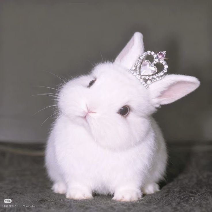 mrkjnjm's tweet photo. prettiest bunnygirl 💗 https://t.co/ZCXSCO2yHt