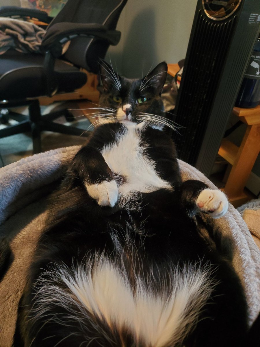 Horathmael's tweet photo. My anti suicide cat I got at 26 https://t.co/O4amomoiaU
