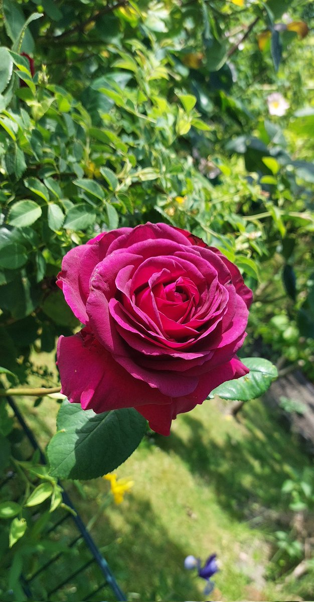 BozenaMk's tweet photo. @adamkow30260773 Gdybym tak miała dobry sprzęt...
Bo róże to są przepiękne.

Tu na razie czerwone i amarantowe https://t.co/xLigiwdM1t