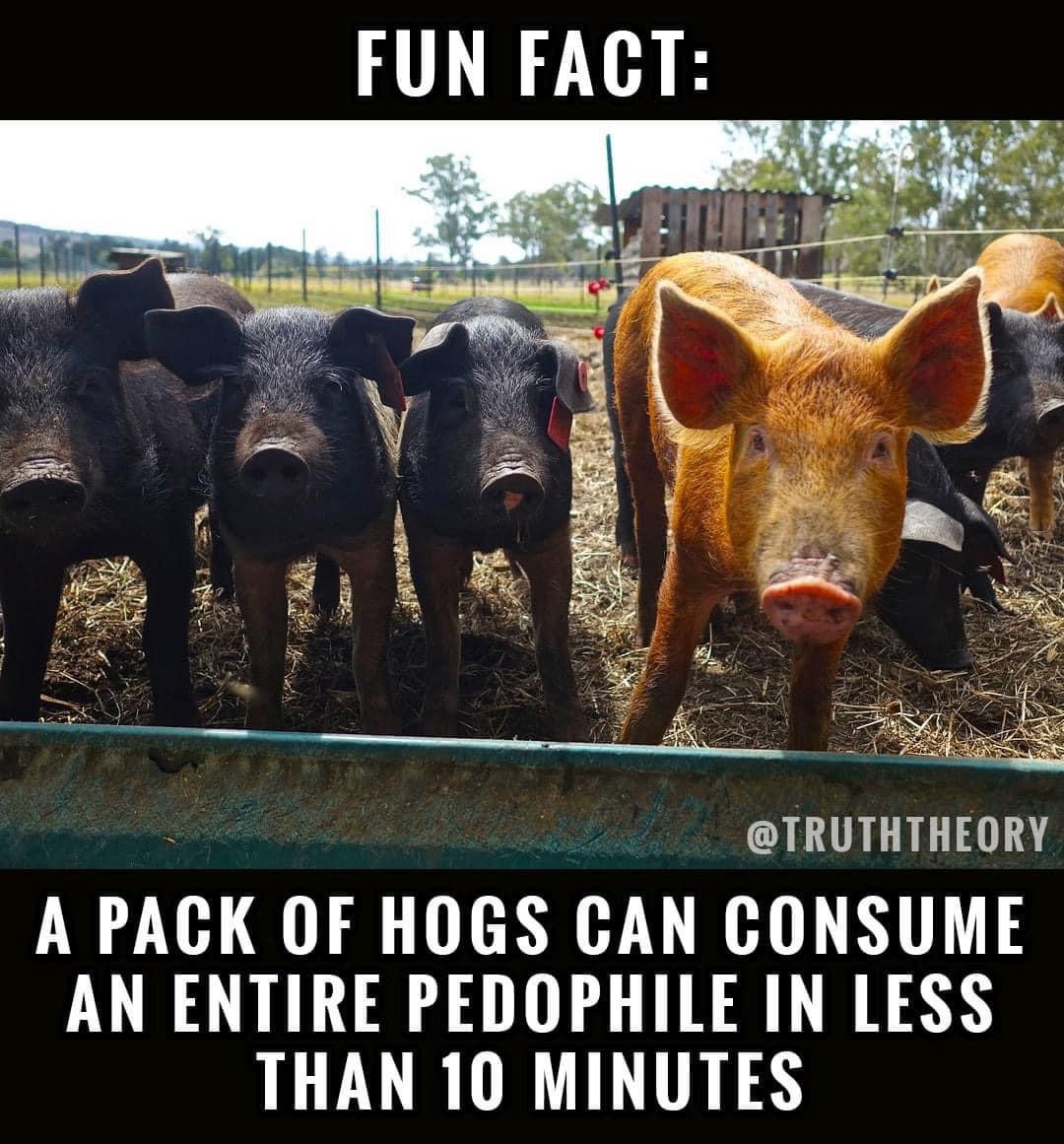 JoeOlexo's tweet photo. @Babywwir I think I know the reason why Muhammad does not like pigs! https://t.co/7n0sGx6r1B