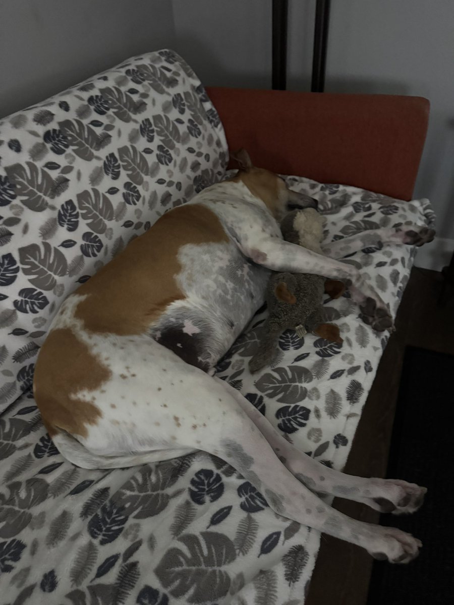 goducksgirl's tweet photo. Sometimes big boys still need their favorite stuffy. ๐ฆฆ #jackjack ๐ด https://t.co/hKVz5aitNd