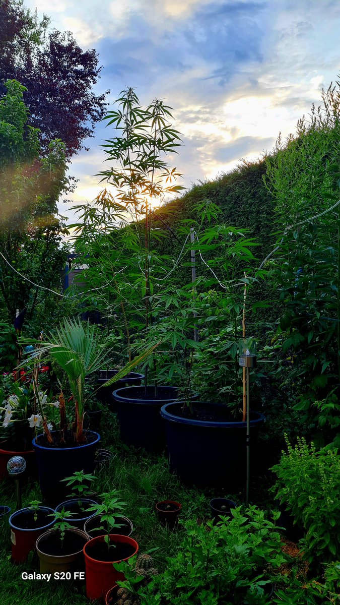 emilmiez's tweet photo. 😎🌴👌🏻💯Growtime. The flowering has begun! 😉💯🤘🏻🌴😎❤️ https://t.co/1asBBWIj3X