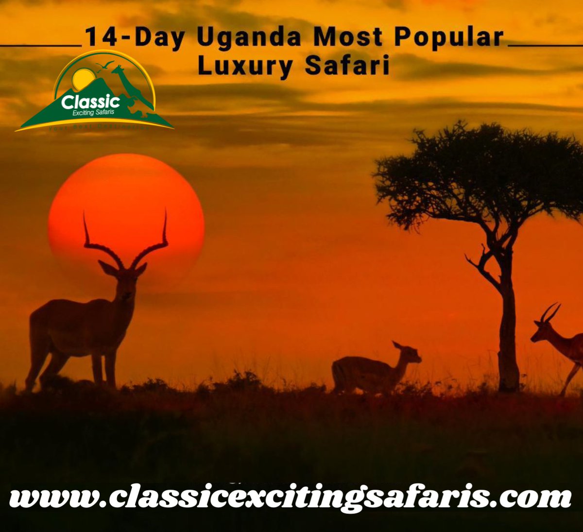 ExcitingClassic's tweet photo. 🛻 14 Days. 6 Parks. 1 Wild Arc.
This isn’t just a safari. It’s Uganda’s soul, on the move.
From rhinos to gorillas, waterfalls to crater lakes, this is East Africa’s most immersive luxury journey.
safariexciting@gmail.com
https://t.co/6Yfn0gmt8N
#SafariWithSoul https://t.co/yDyy46NpGn