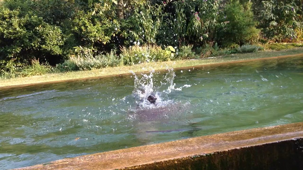 fredericln's tweet photo. Pub immobilière sincère, j'ai testé la piscine naturelle, ça fait un effet fou : si vous cherchez une maison nickel dans un site incroyable en Causses et Cévennes, dans le cirque de #Navacelles, c'est celle que vendent Burt et Alison https://t.co/weEZMcFKQm https://t.co/tNWMXyXqGd
