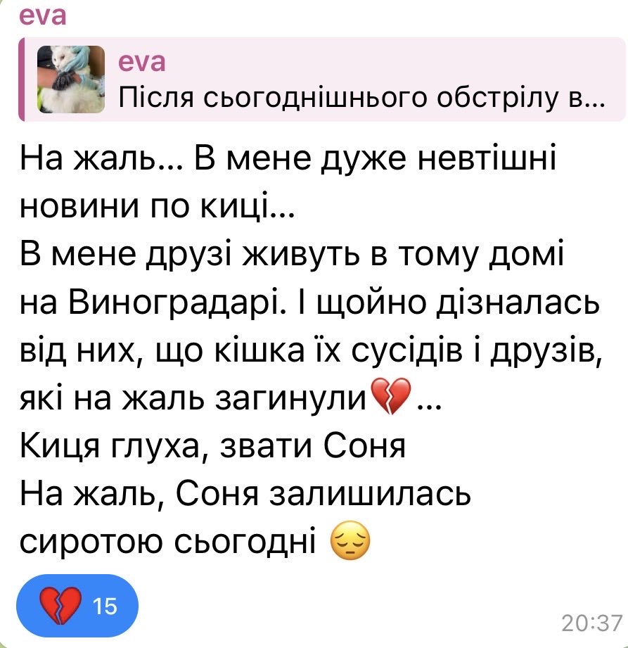 Bluepained's tweet photo. На Виноградарі після сьогоднішніх обстрілів знайшли білу кицю Соню. 

Волонтери пишуть, що сімʼя загинула і їй нікуди йти. Подивіться, може хтось зможе взяти на перетримку чи в сімʼю. 
Перші дві фото це кішка з родиною. Відео - стан зараз. Нижче будуть контакти https://t.co/2wdtUuJAiw