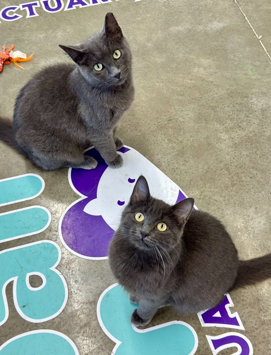 FurballFarmCats tweet picture