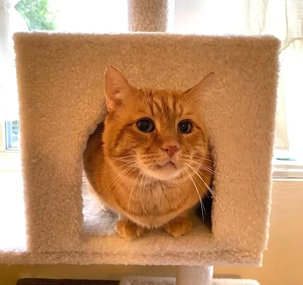 sachikoko's tweet photo. 👉🏽HERO WANTED-SENIOR ALERT🙏🏾PLZ SHARE
🧡Sweet 9YO #Senior Orange #Tabby Kitty NACHO🧡
📯Needs A Calm #FureverHome🏡As Your 1 &amp; Only🐈
▶️https://t.co/lJ0IiYXGOn
🙏🏽#AdoptDontShop
#Oakland, #CA #SF #SpecialNeeds
▶️https://t.co/FCtnqRd4RB
✅Teens✅Adults #RehomeHour #US #Cats https://t.co/hcDfvqaize