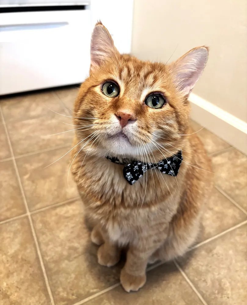 sachikoko's tweet photo. 👉🏽HERO WANTED-SENIOR ALERT🙏🏾PLZ SHARE
🧡Sweet 9YO #Senior Orange #Tabby Kitty NACHO🧡
📯Needs A Calm #FureverHome🏡As Your 1 &amp; Only🐈
▶️https://t.co/lJ0IiYXGOn
🙏🏽#AdoptDontShop
#Oakland, #CA #SF #SpecialNeeds
▶️https://t.co/FCtnqRd4RB
✅Teens✅Adults #RehomeHour #US #Cats https://t.co/hcDfvqaize