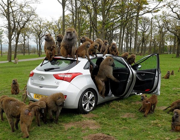 MGecrivain1's tweet photo. Attention Jeudi soir.
France 🇫🇷 - 🇲🇦 Maroc
Ne prenez pas votre voiture en centre ville.
Suite à un lâché dans la nature, les cages seront exceptionnellement ouvertes après le match.
Ne prenez pas votre voiture en centre ville.
#FRAMARC #MARFRA #CMD2026 https://t.co/h5N7I5pP1A
