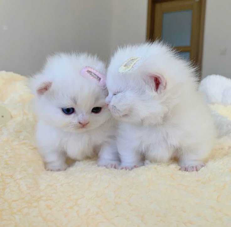 Jasonmj9e's tweet photo. Little babies 🥰❤️ https://t.co/qgKPeS1AnQ