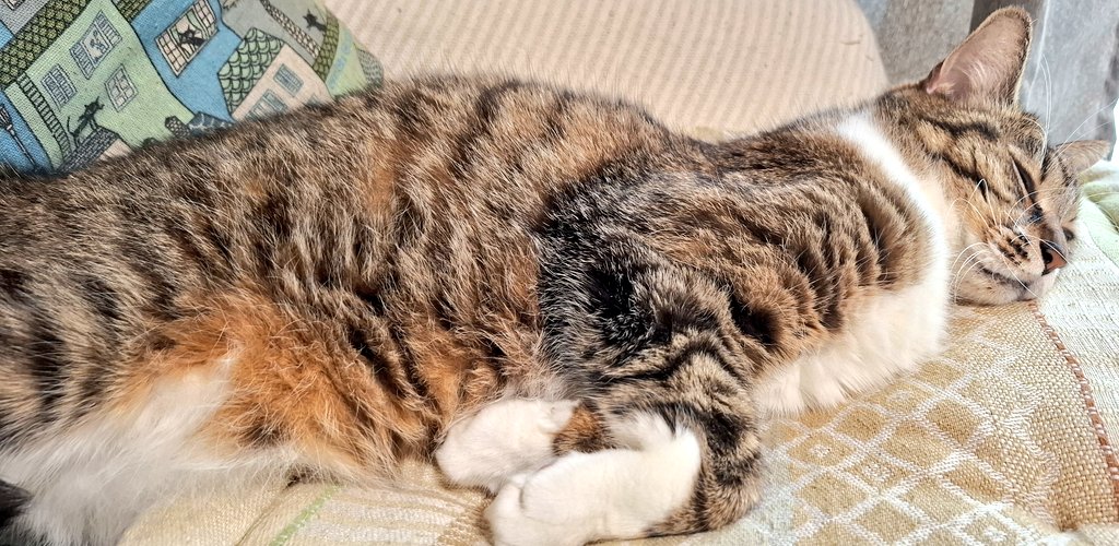 darucharo's tweet photo. 7月🎋金ちゃんは絶賛ダイエット中🤣銀ちゃんは太らせないと…飼い主と共に食事管理の徹底化👊✨#七夕
#ダイエット中の猫 #太りたい猫 #のんびり #cat #幸せ時間 #健康的な体型 https://t.co/FTxZdunwqo