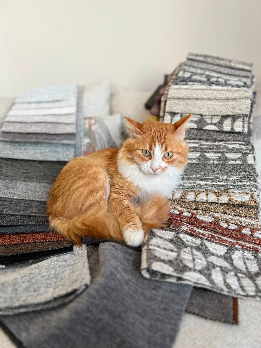zllktlr's tweet photo. "KAYIP KEDİ 
Garfield kayboldu!
Bolu / Sağlık Mahallesi
Turuncu-beyaz, dişi , çok sevecen
Gören olursa lütfen DM veya telefonla ulaşabilir mi
05384555525 https://t.co/EuYjw58Gk0 https://t.co/YJyYgsYIVT