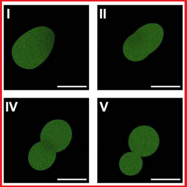 ORSerranoB's tweet photo. #EsNoticia
Reportan la creación de célula artificial, que se reproduce y evoluciona:
👉https://t.co/8bAjET7JCI
👉https://t.co/xARtVd3uST
👉https://t.co/c15azBTbg5
@MINSAPCuba @GladielisA86100 @E_Rectora @UCMLTU2009 @JuventudTecnica @CitmaLT https://t.co/4Xvv2kQUyw