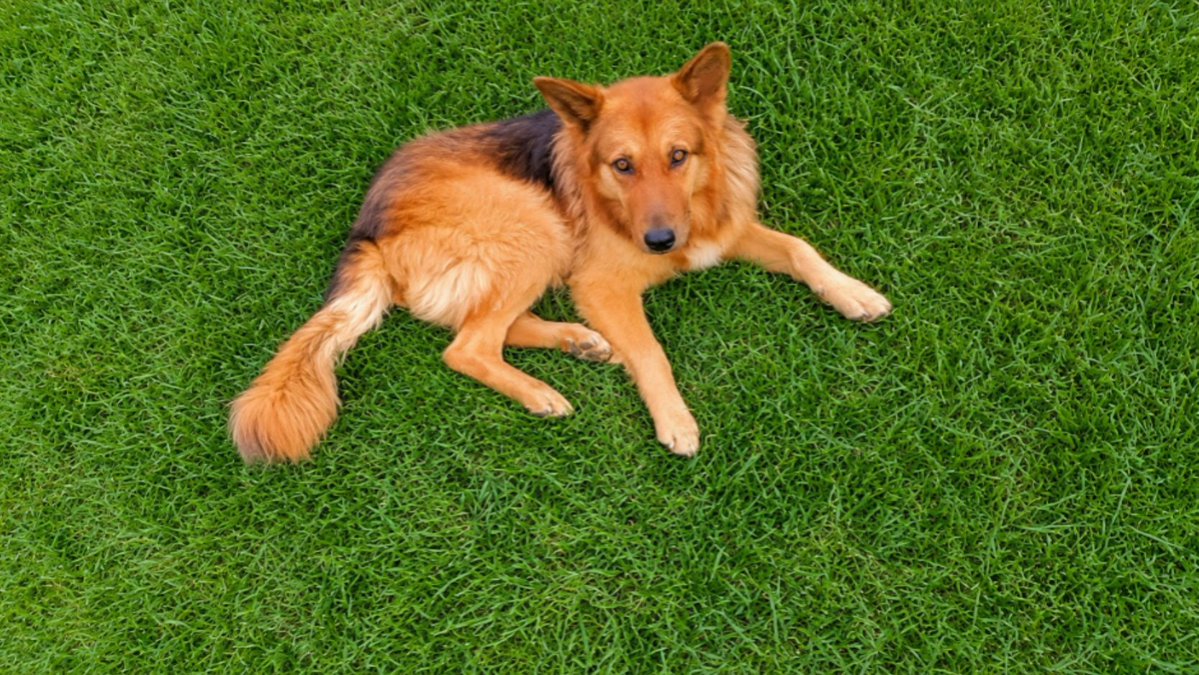 TheWorldofsurw's tweet photo. My pet German shepherd. https://t.co/jOCFE9tu0C