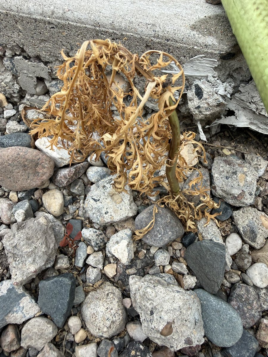 NDSULION's tweet photo. Pissed on this plant this morning, apparently my 4th of July weekend piss is nuclear. #pissingflames #nuclear #beer #clap #stung https://t.co/lNoNZH40kT
